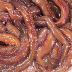 No Brand Appâts Vivants De Pêche En Mer - Vers Mourons (Pistiches) X6/7