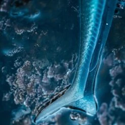 COMBO Leurres Souples Shad Lançon EELO 110 8gr AYU/BLEU -Pêche En Mer Boutique combo leurres souples shad lancon eelo 110 8gr ayubleu 2